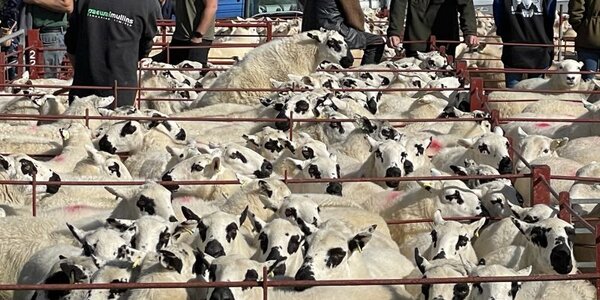 Farmers and Beulah speckled face sheep